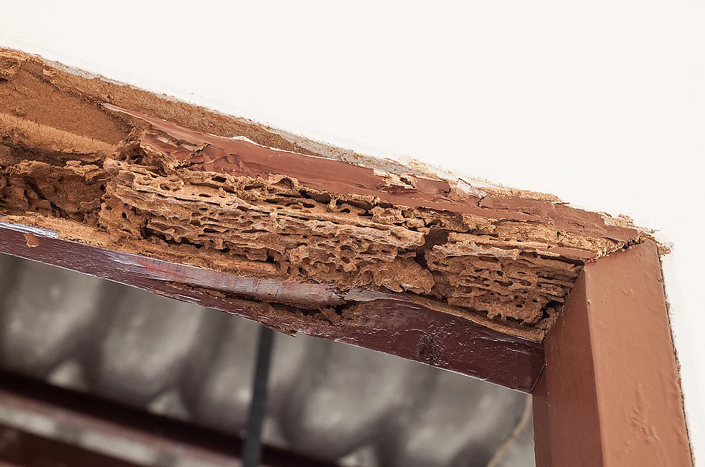 termite