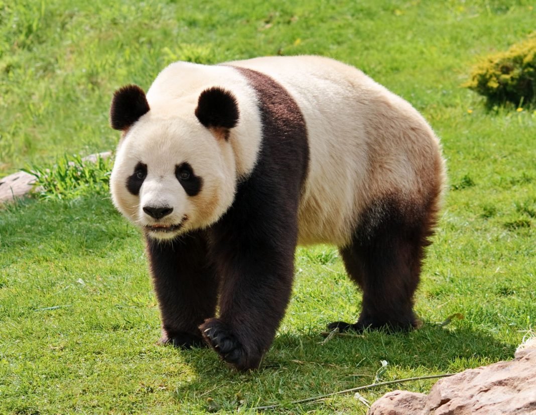 dumbest animals on the earth