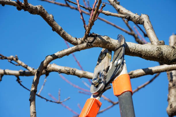Tree Pruning in Kansas