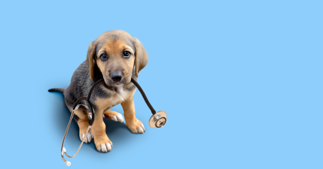 Pros and Cons of Pet Insurance Pros and Cons of Pet Insurance