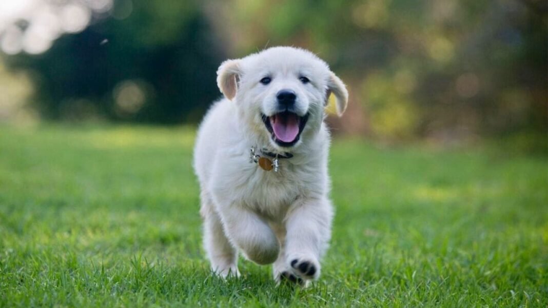 How Can You Keep Your Pet Healthy and Happy?